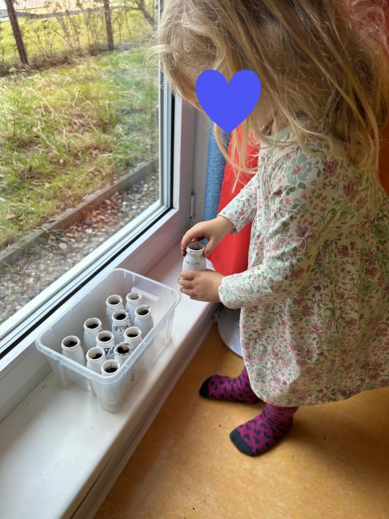 Sonnenblumen pflanzen