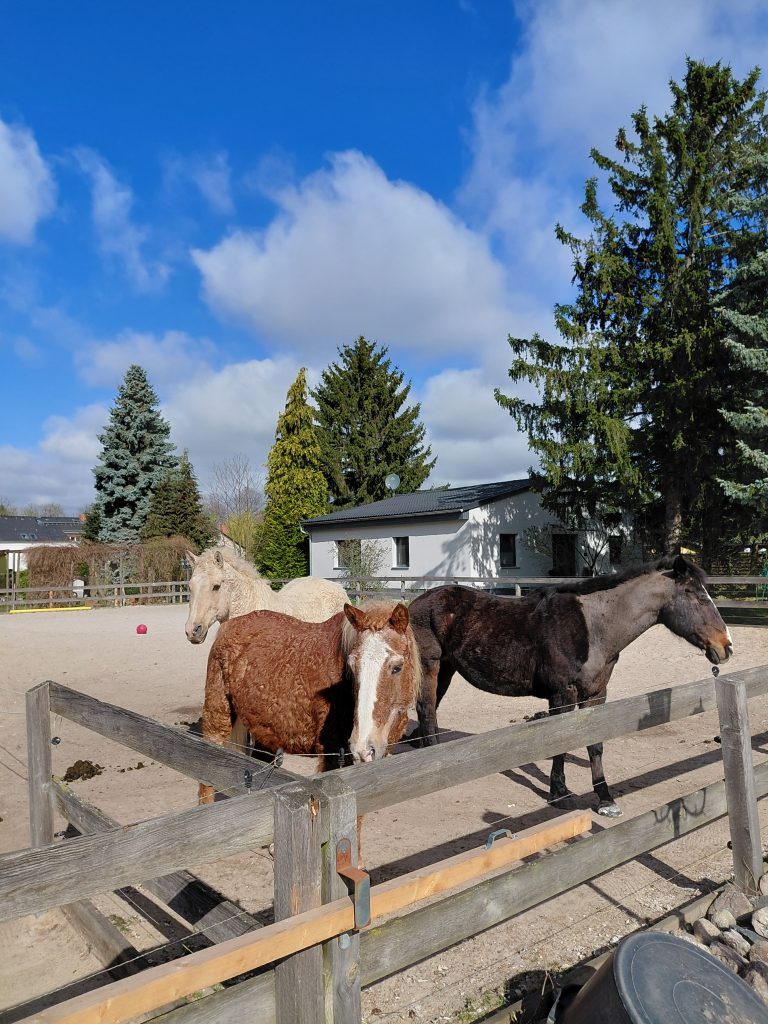 tierische Spurensuche