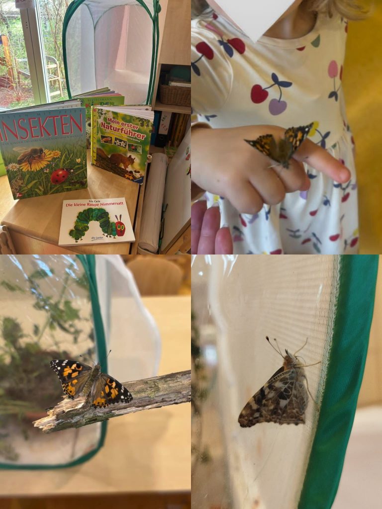 Schmetterling