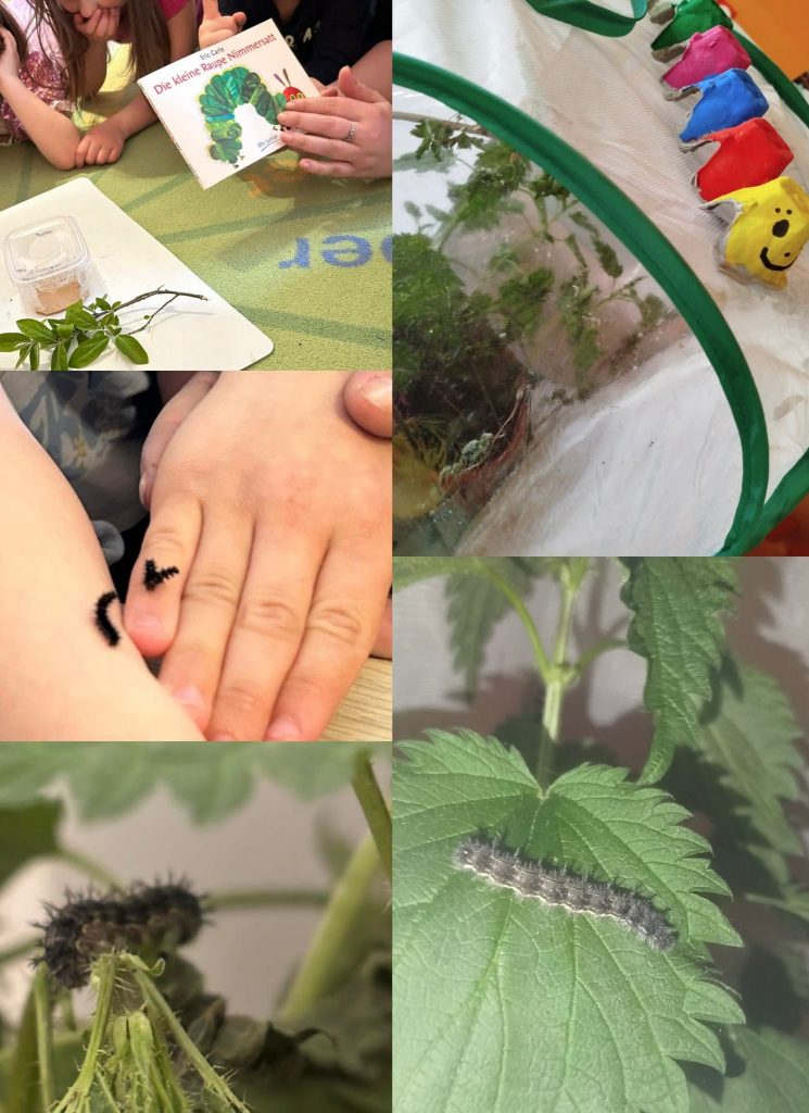 Schmetterling