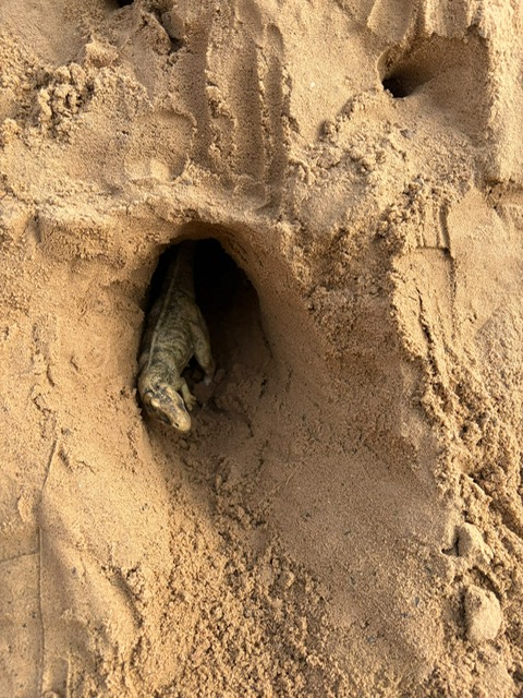 Unser Dinosaurierberg