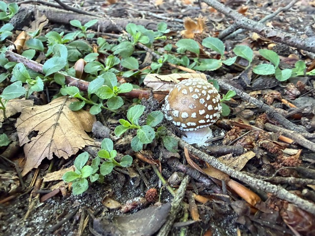 Spaziergang in die Rehberge