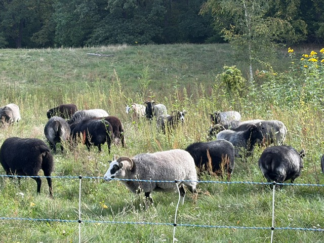 Spaziergang in die Rehberge